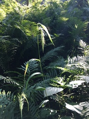 Elymus villosus