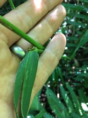Elymus villosus