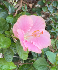 Hibiscus