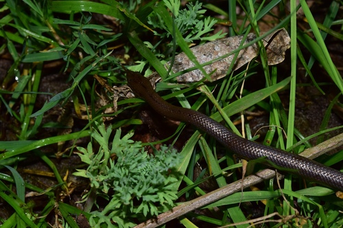 Dusky-bellied Water Snake