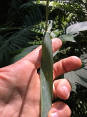 Elymus villosus
