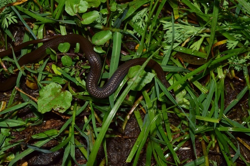 Dusky-bellied Water Snake