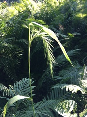 Elymus villosus