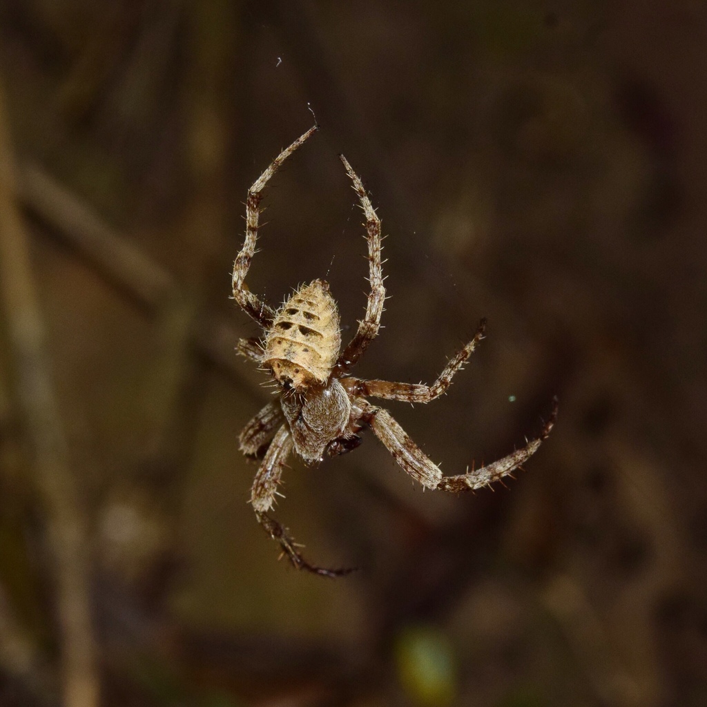 Pararaneus uncivulva