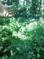 Elymus villosus