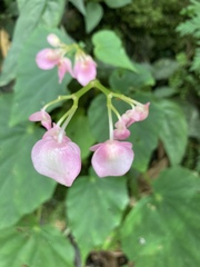 Begonia formosana