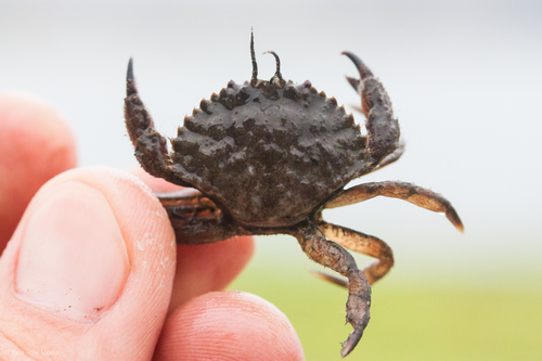 Romaleon jordani