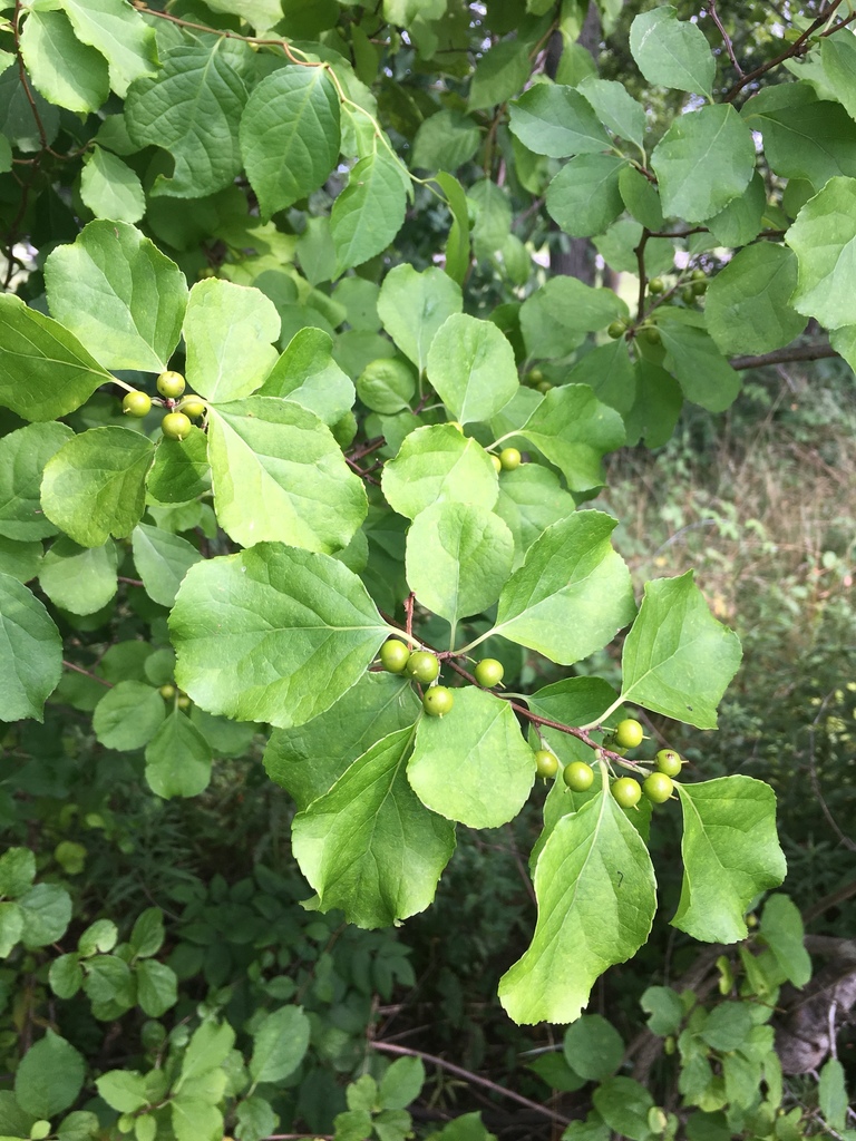 Oriental bittersweet (Invasive) (Hot Springs National Park) · iNaturalist