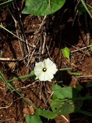 Ipomoea obscura