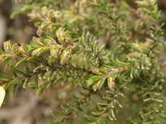 Pultenaea graveolens