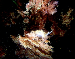 Apata pricei