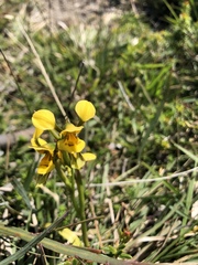 Diuris curta