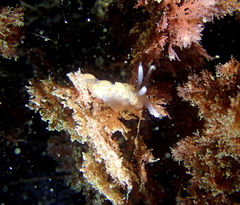 Apata pricei