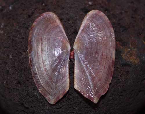 Representative image of Gari fervensis