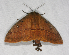 Anthela connexa