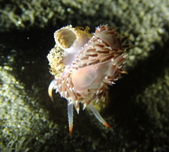 Coryphella cooperi