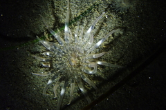 Harenactis attenuata
