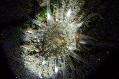 Harenactis attenuata