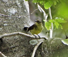 Chlorocichla flaviventris flaviventris