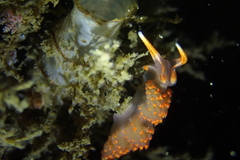 Austraeolis stearnsi