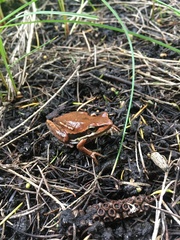 Litoria adelaidensis