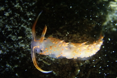 Austraeolis stearnsi