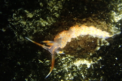 Austraeolis stearnsi