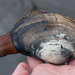 Gaper Clams - Photo (c) Ken-ichi Ueda, some rights reserved (CC BY), uploaded by Ken-ichi Ueda