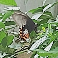 Papilio polytes romulus