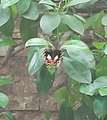 Papilio polytes romulus