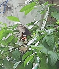 Papilio polytes romulus