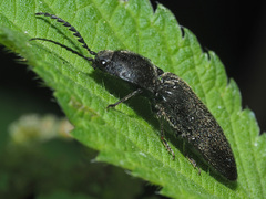 Hemicrepidius niger