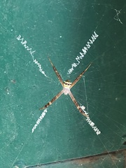 Argiope