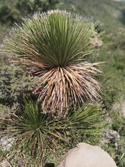 Dasylirion acrotrichum