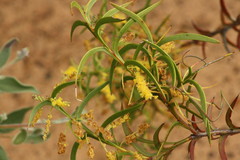 Acacia triptera