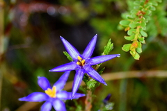 Calectasia intermedia