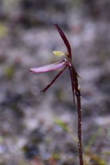 Cyrtostylis robusta