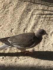 Patagioenas corensis
