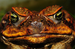 Mesoamerican Cane Toad photo 2