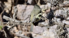 Empidonax occidentalis