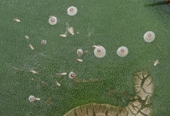 Diaspis echinocacti