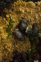 Acanthinucella