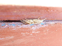 Menemerus bivittatus