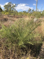 Acacia victoriae