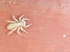 Menemerus bivittatus