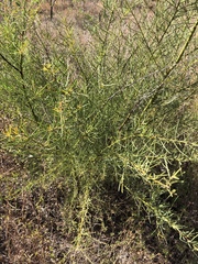 Acacia victoriae