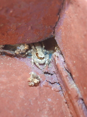 Menemerus bivittatus