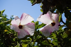 Hibiscus splendens