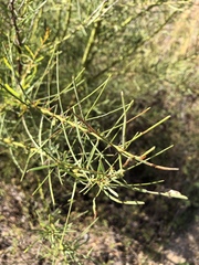 Acacia victoriae