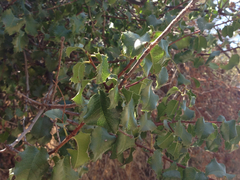 Prunus ilicifolia ilicifolia